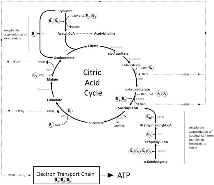 B Vitamins And The Brain: Mechanisms, Dose And Efficacy-A Review ...